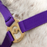 HyCONIC Head Collar #colour_purple