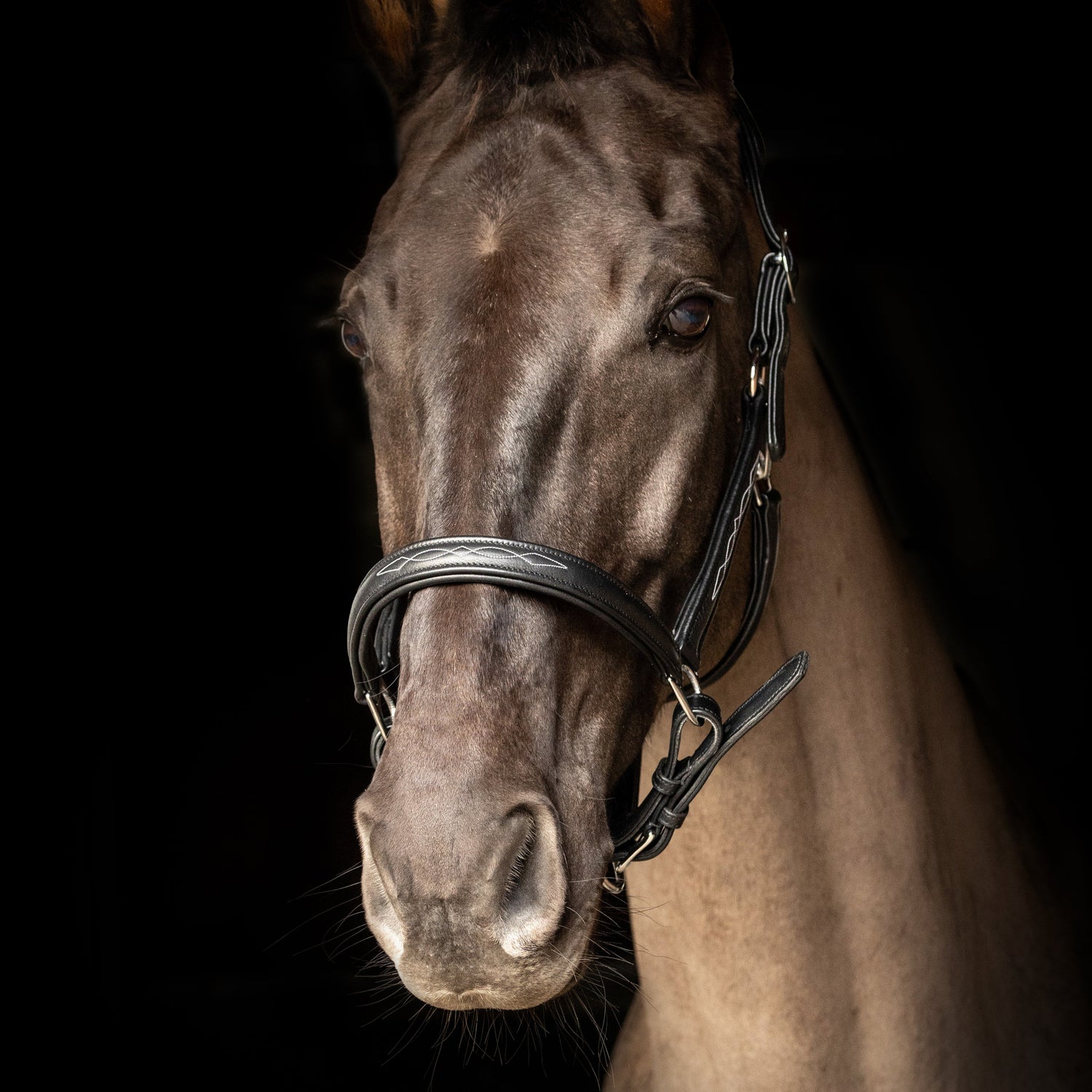 ProPresicce Softy Leather Head Collar by Hy Equestrian #colour_black-silver