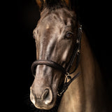 ProPresicce Softy Leather Head Collar by Hy Equestrian #colour_brown-silver