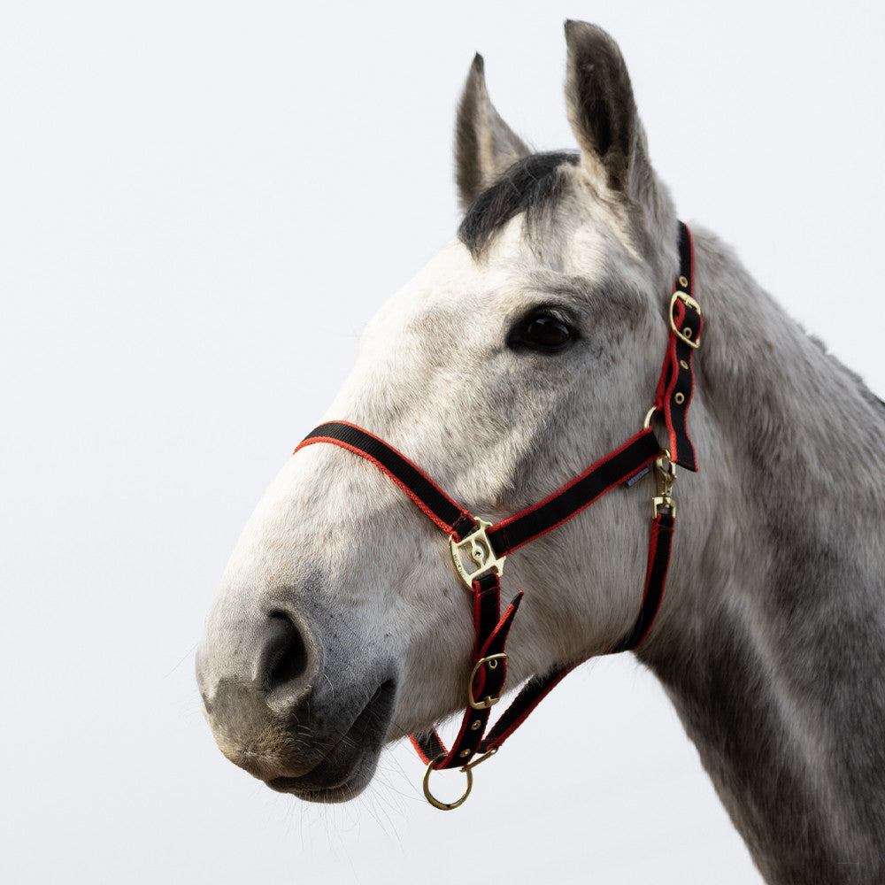HyCONIC Head Collar #colour_black-red