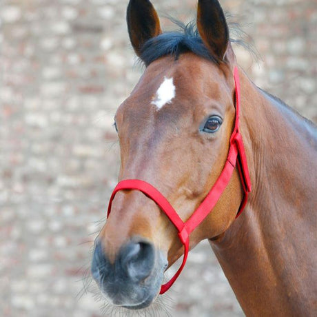 Waldhausen Grazing Halter #colour_red