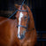 Shires Velociti RAPIDA Hunter Cavesson Bridle #colour_havana