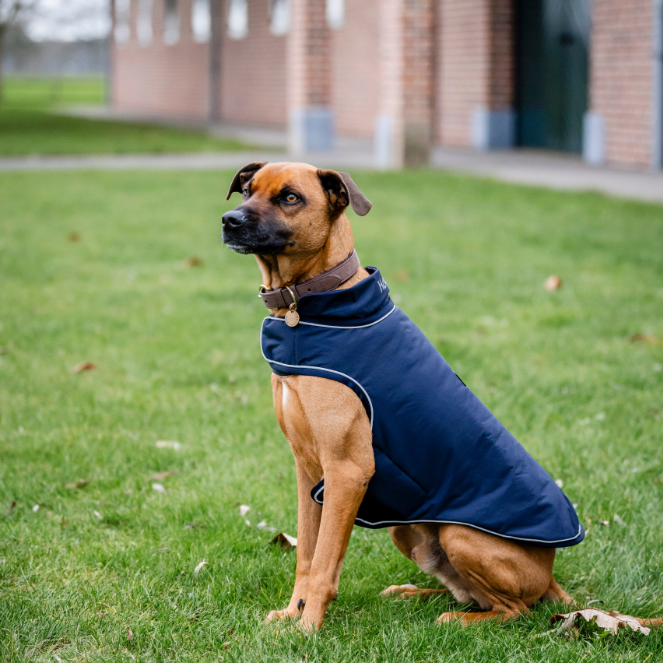 Horseware Ireland Signature 100g Dog Rain Coat #colour_navy
