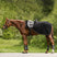 Waldhausen Modern Rosé Excercise Rug #colour_black-rose-gold