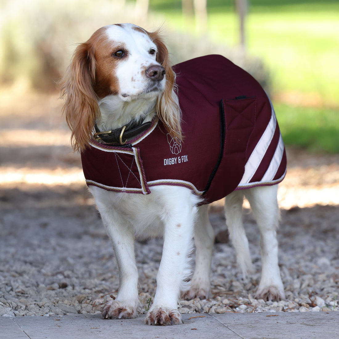 Manteau imperméable pour chien Shires Digby &amp; Fox 