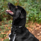 Mountain Paws Extra Tough Dog Collar #colour_black