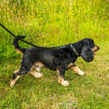 Mountain Paws Extra Tough Dog Collar #colour_olive