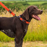 Mountain Paws Extra Tough Dog Collar #colour_orange