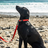 Mountain Paws Waterproof Dog Collar #colour_orange