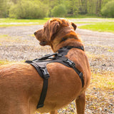 Mountain Paws 3-Strap Dog Harness #colour_black