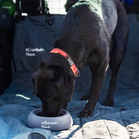 Mountain Paws Splashproof Dog Bowl #colour_orange