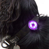 Mountain Paws Dog Safety Light
