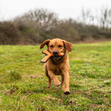 Mountain Paws Rubber Throw Dog Toy #colour_orange