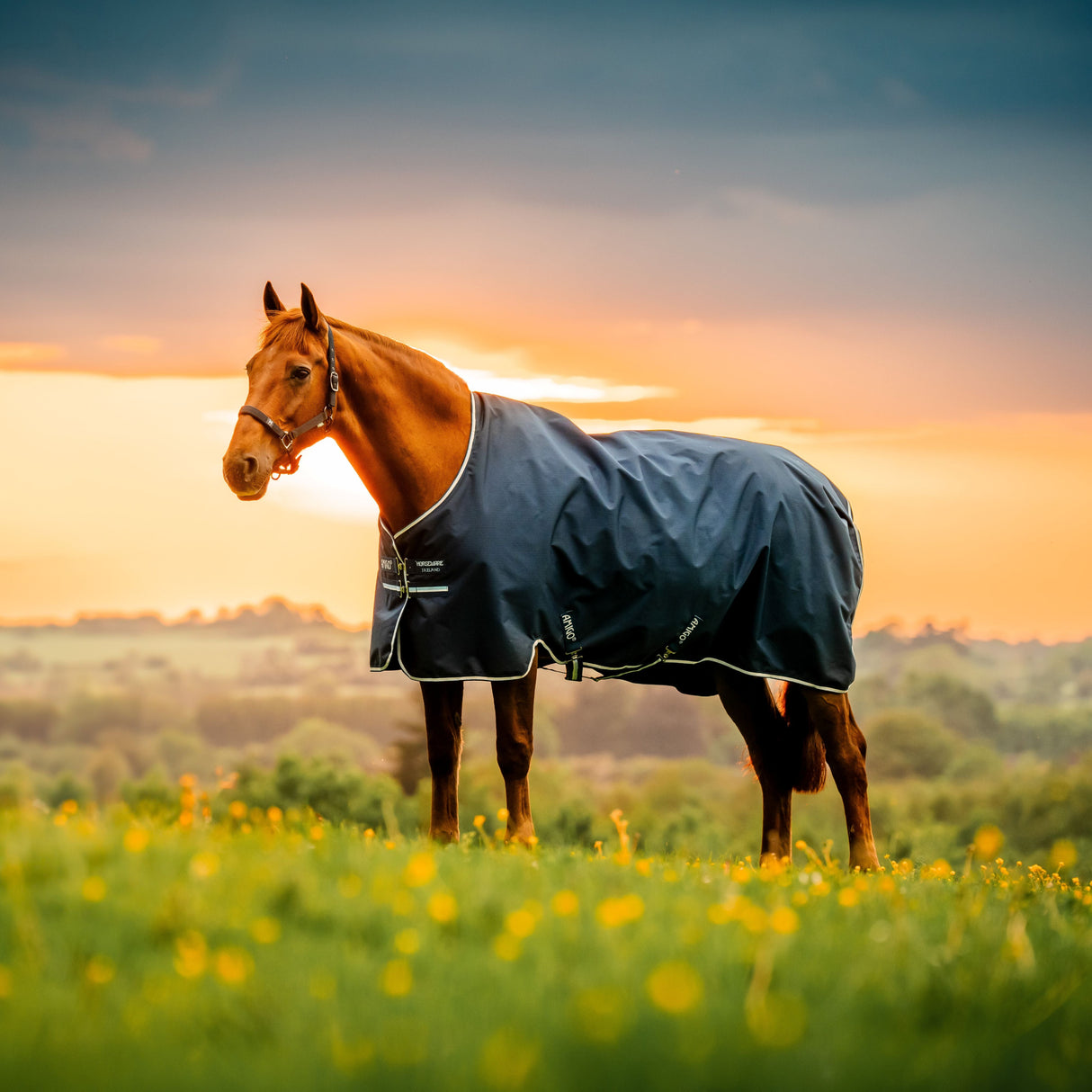 Horseware Ireland Amigo Ripstop 900D 200g Turnout Rug #colour_black-witney-navy