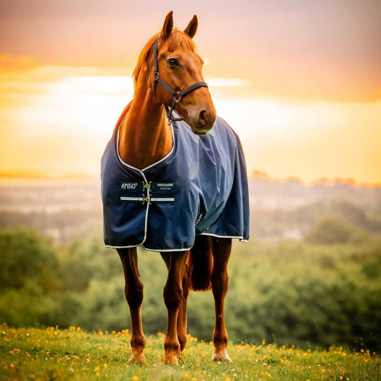 Horseware Ireland Amigo Ripstop 900D 50g Pony Turnout Rug #colour_witney-navy