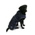 Ancol Stormguard Dog Coat #colour_navy-blue