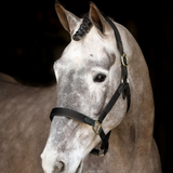 Mackey Safety Headcollar #colour_black