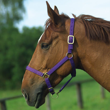 Norton Leather Lined Nylon Headcollar