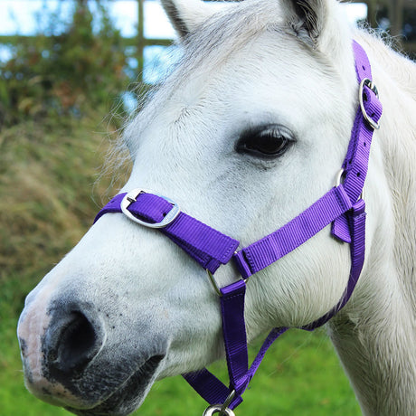 Gallop Headcollar & Lead Rope Set