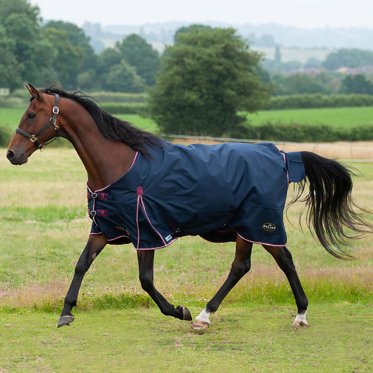 Gallop Trojan Duraproof 50g 5-Point Standard Neck Turnout