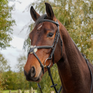 GS Equestrian Grackle Zaumzeug