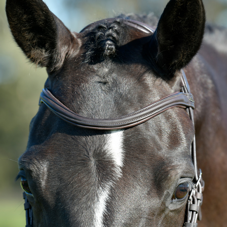 Collegiate Comfitec Opulux Plain Padded Hanoverian Flash Bridle #colour_dark-brown