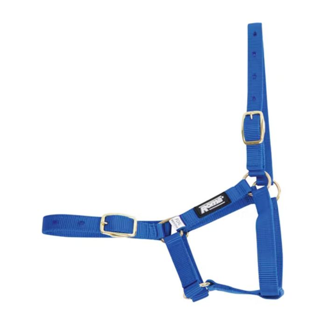 Roma Foal Headcollar #colour_blue