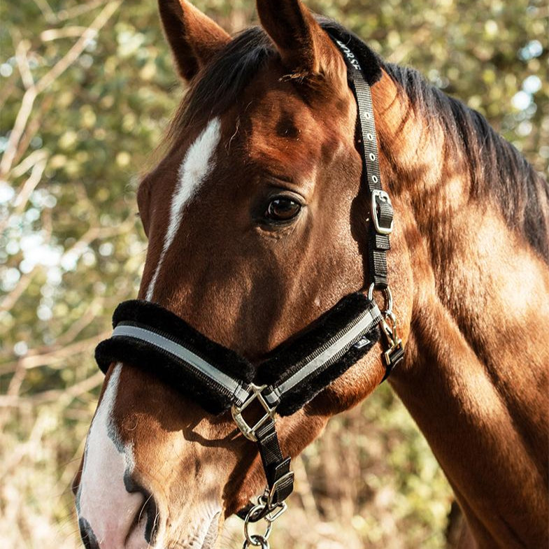Mountain Horse Halter #colour_black