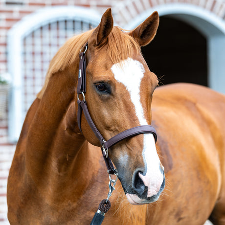 Equilibrium Stellar All-Weather Safety Headcollar #colour_brown