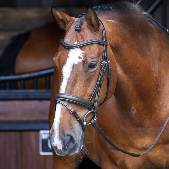 Shires Velociti RAPIDA Dressage Flash Bridle #colour_black