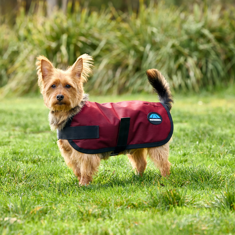 Weatherbeeta Comfitec Classic Waterproof Dog Coat #colour_burgundy