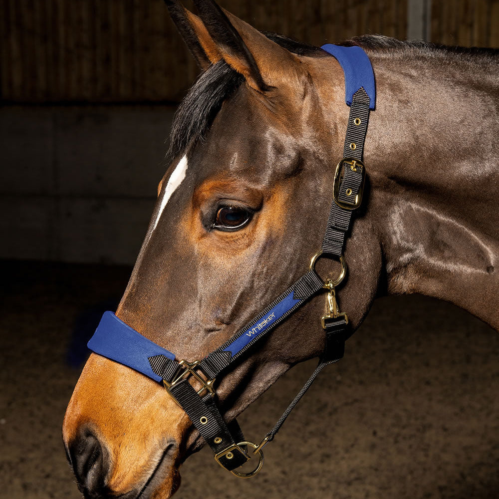 Whitaker Harewood Headcollar #colour_navy