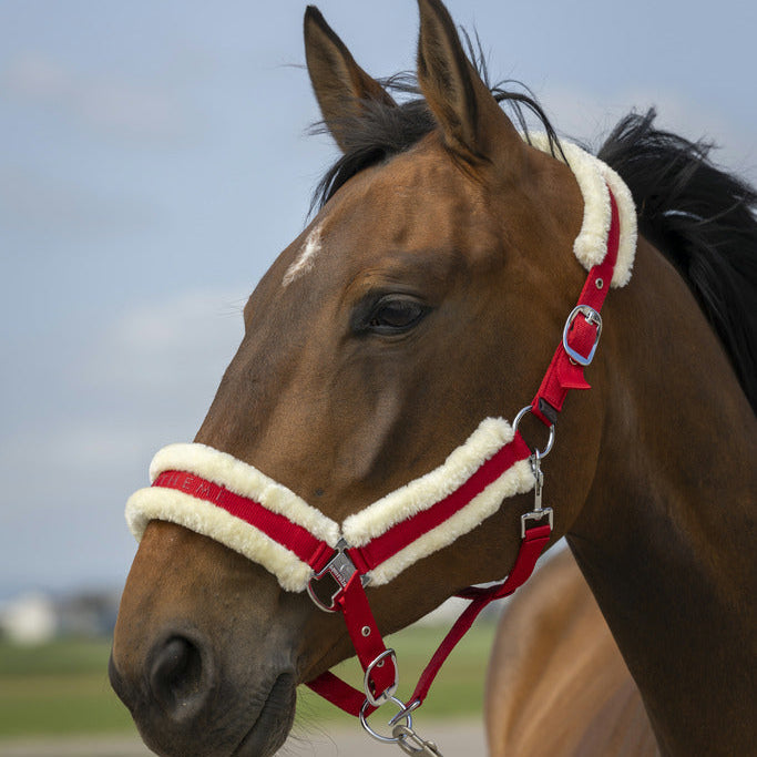 Equitheme Nylon Mouton Headcollar #colour_burgundy-white