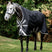 Horseware Ireland Amigo 1200D Wug 50g Turnout Rug #colour_black-titanium-grey-silver