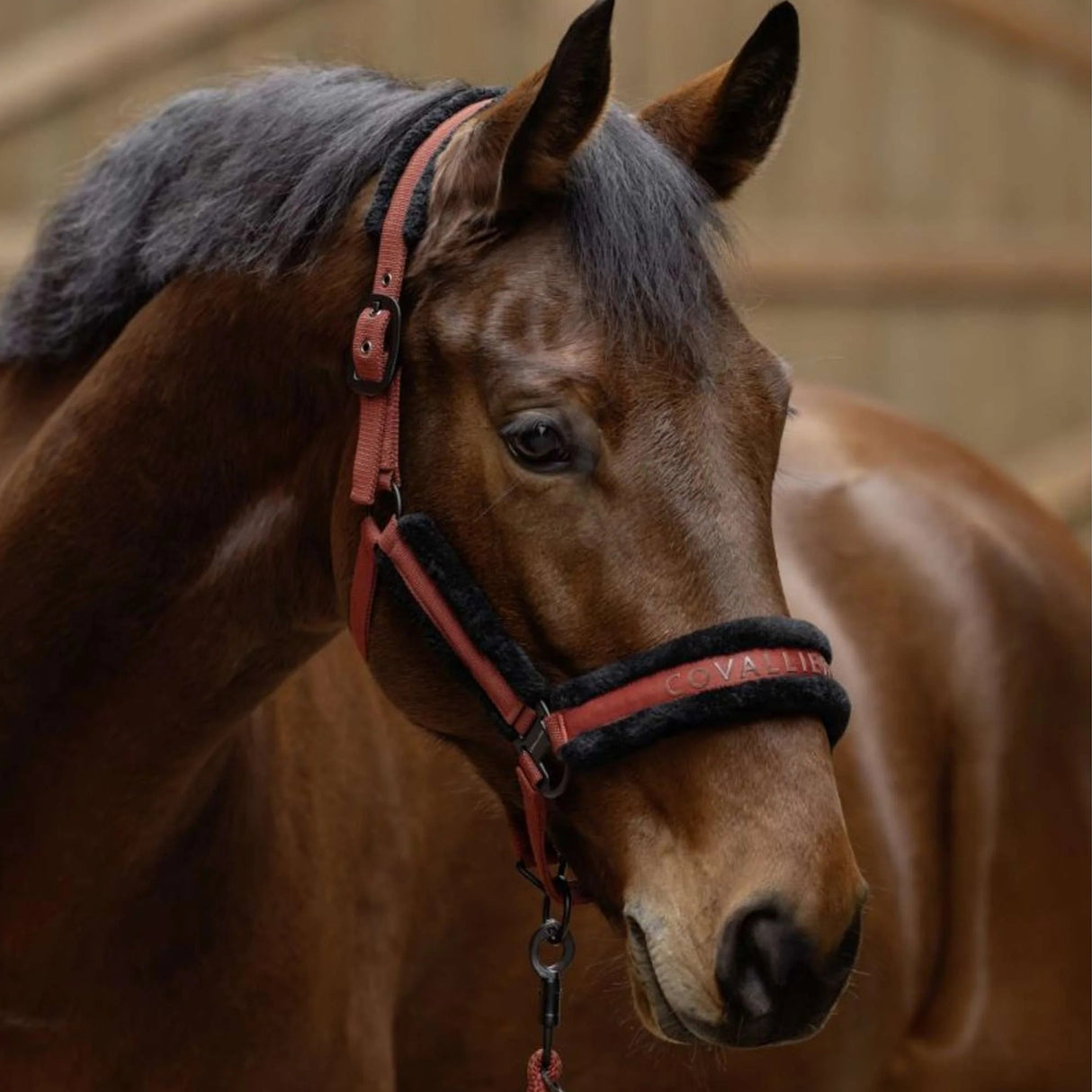 Covalliero Fleece Head Collar #colour_rust