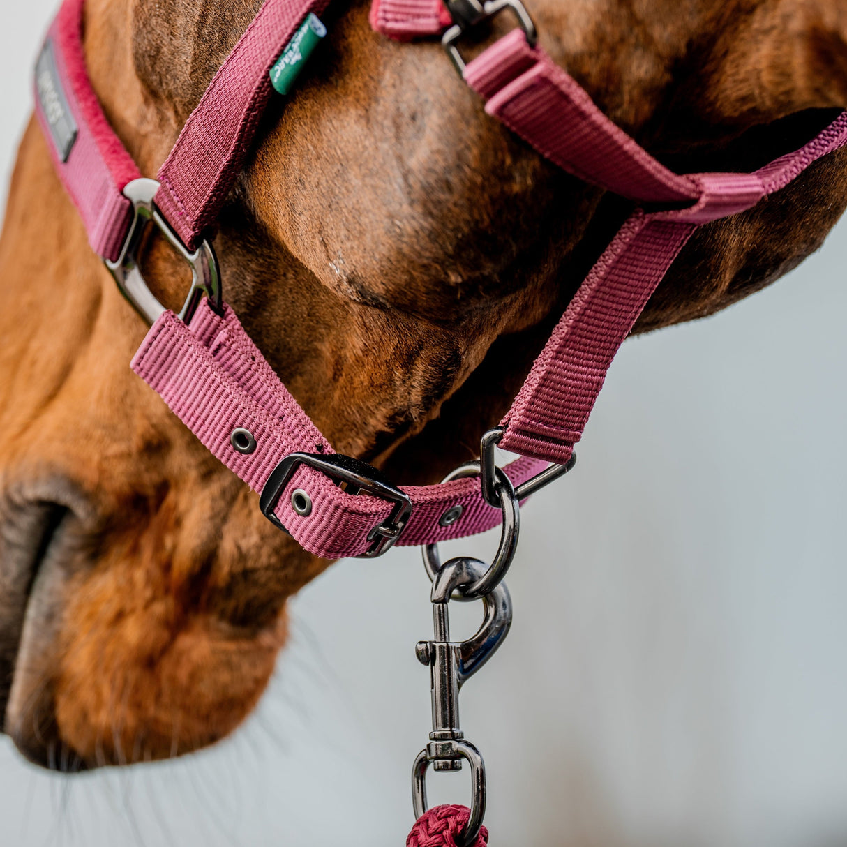 Horseware Ireland Amigo Headcollar & Leadrope Set #colour_mulberry