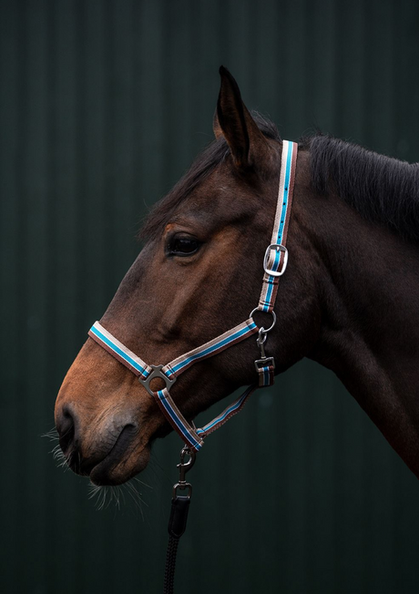 HKM Genf Head Collar #colour_brown-blue-beige