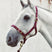 Mackey Economy Webbing Headcollar #colour_burgundy