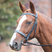 Shires Avignon Hunter Cavesson Bridle #colour_black