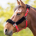 Shires Fleece Lined Headcollar #colour_red-black