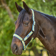 Weatherbeeta Coordinate Headcollar #colour_light-blue-gold-sand