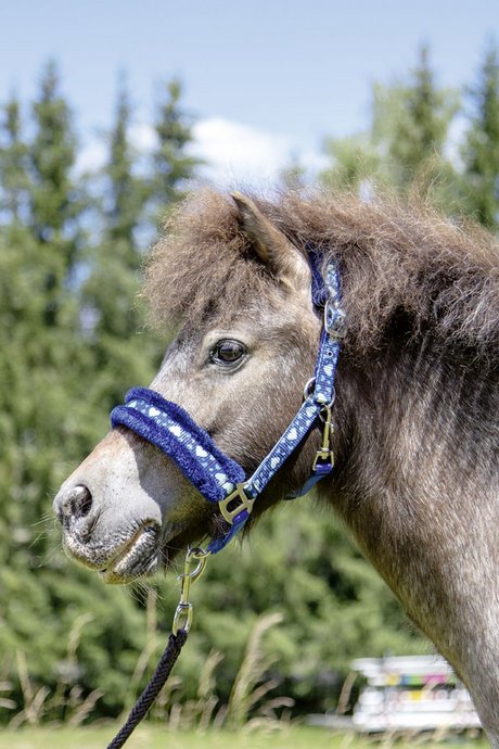 HKM Heart Head collar #colour_blue